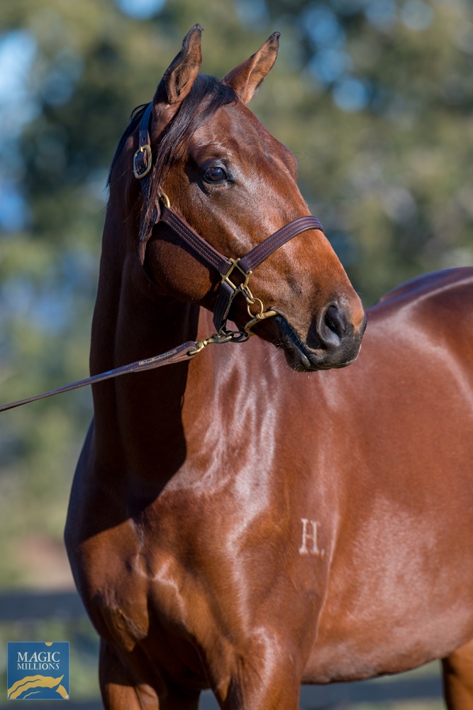 2020 Gold Coast National Yearling Sale Lot 1443 Flying Artie AUS 
